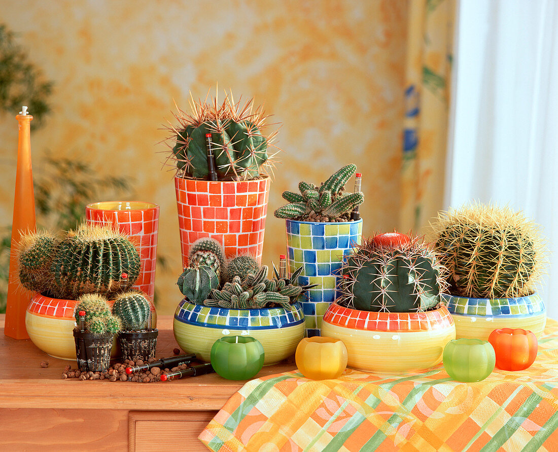 Cacti in hydroponic culture