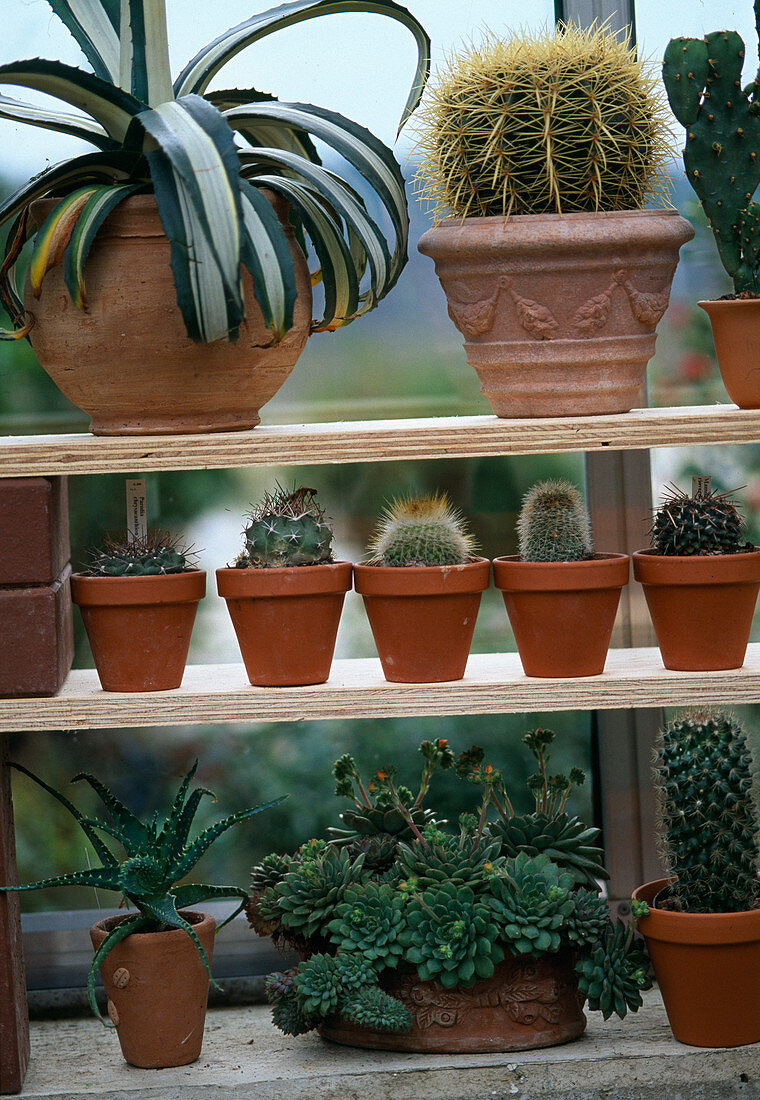 Hibernate cacti in the greenhouse