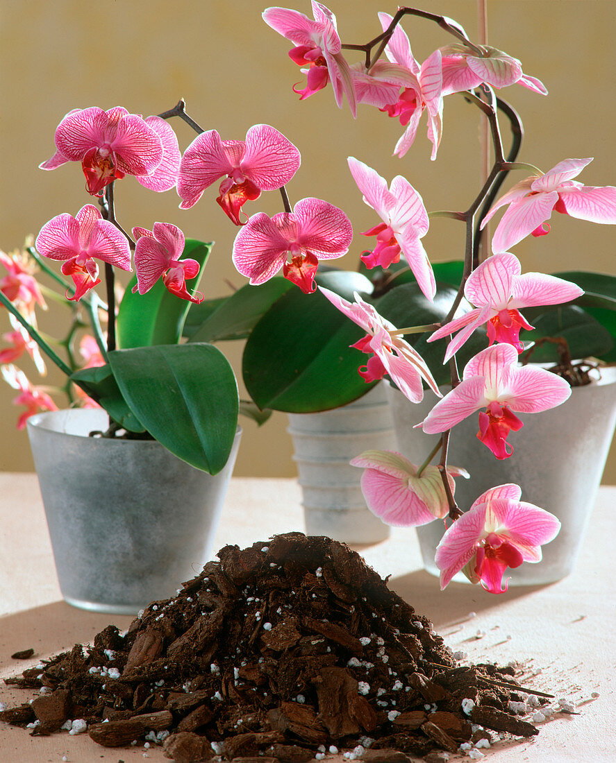 Soil for orchids