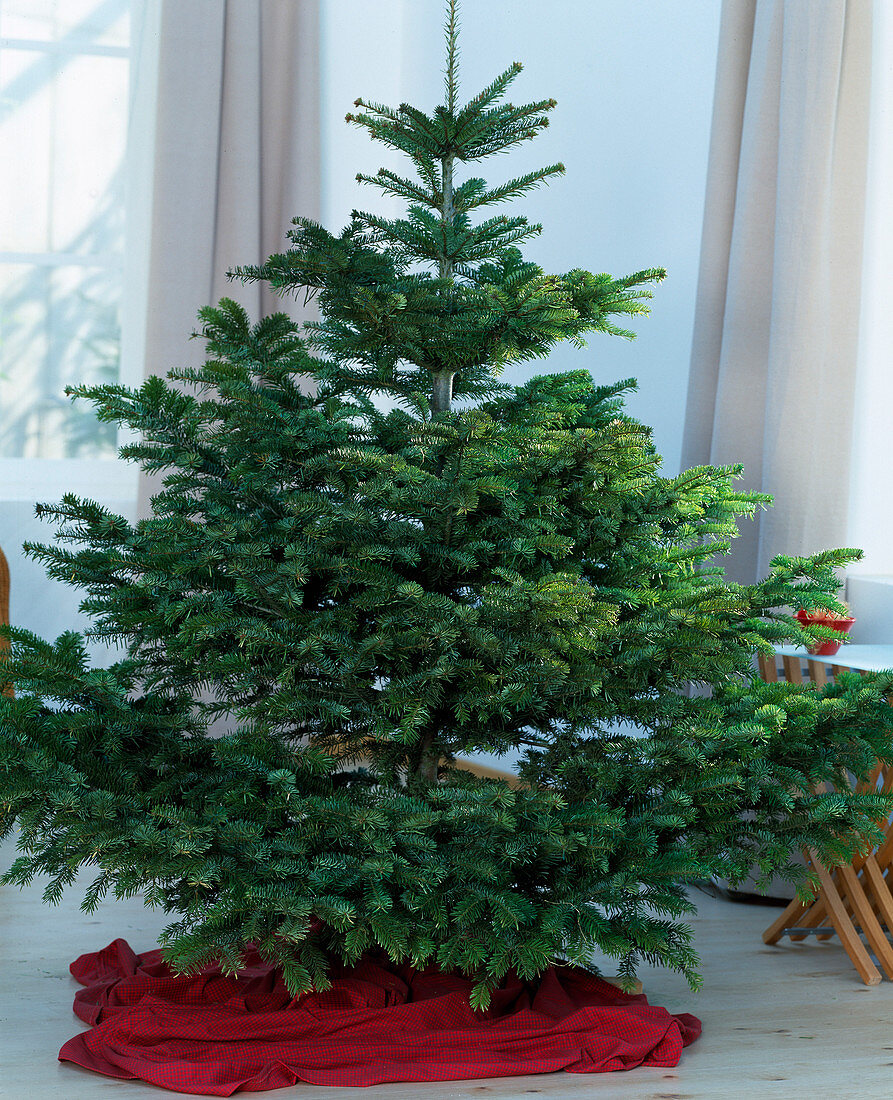 Weihnachtsbaum: Nordmannstanne ungeschmückt, Abies nordmanniana