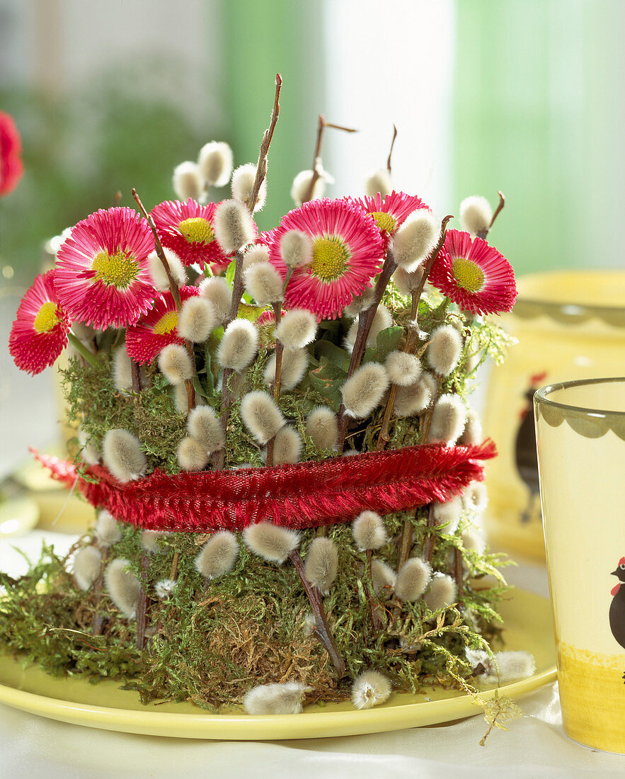 Bellis perennis, pot of moss and pussy willow