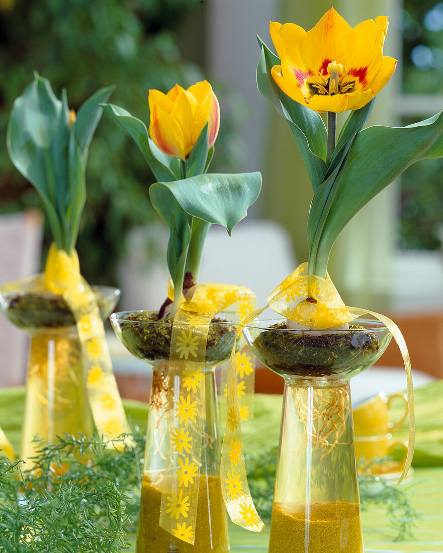 Putting tulipa greigii on water glass as decoration