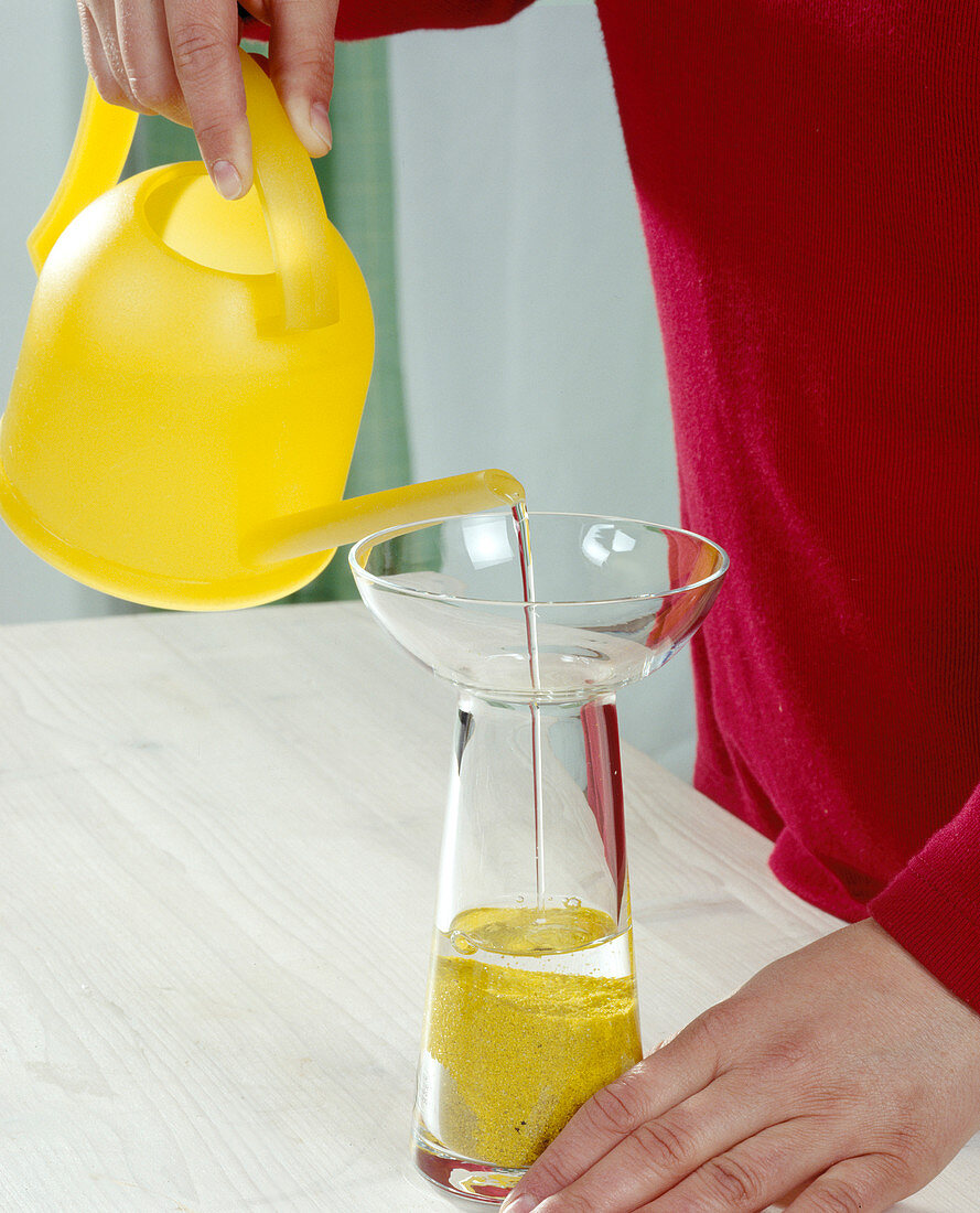 Tulipa greigii auf Wasserglas setzen