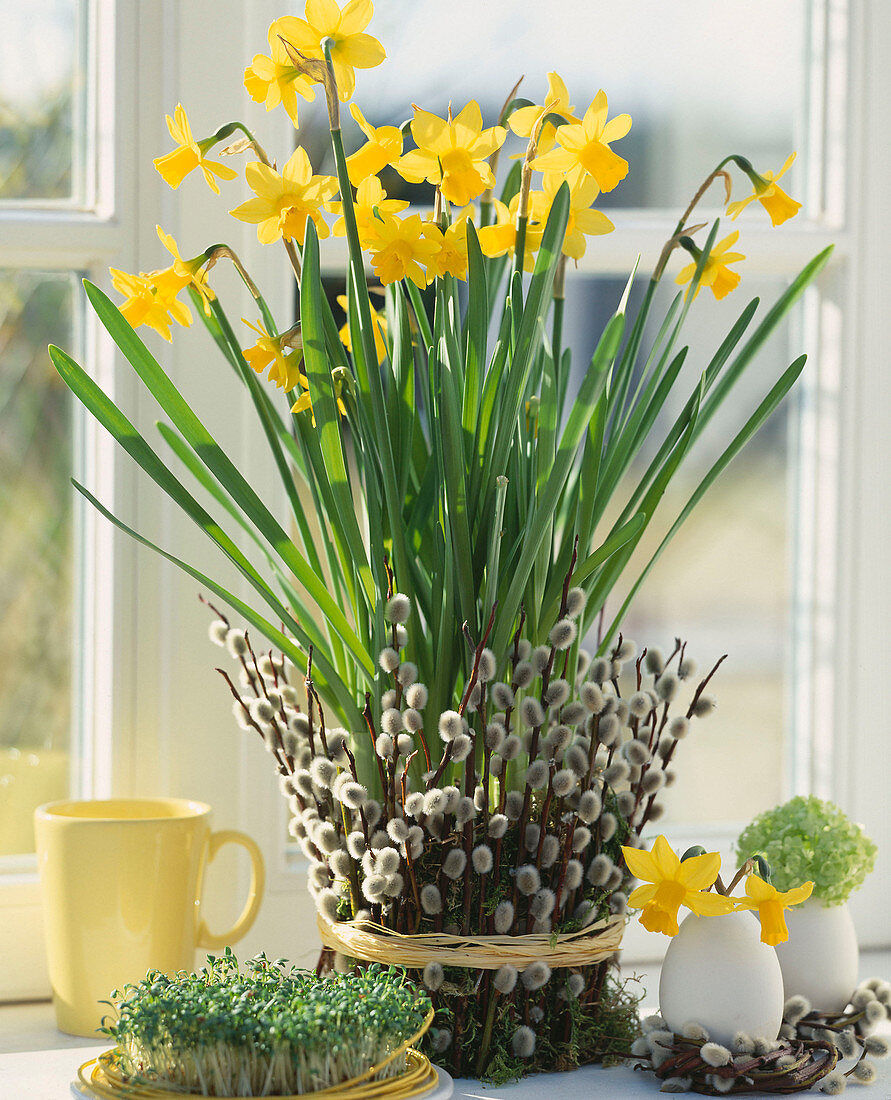 Narcissus 'Tete Á Tete', Pot of willow catkins