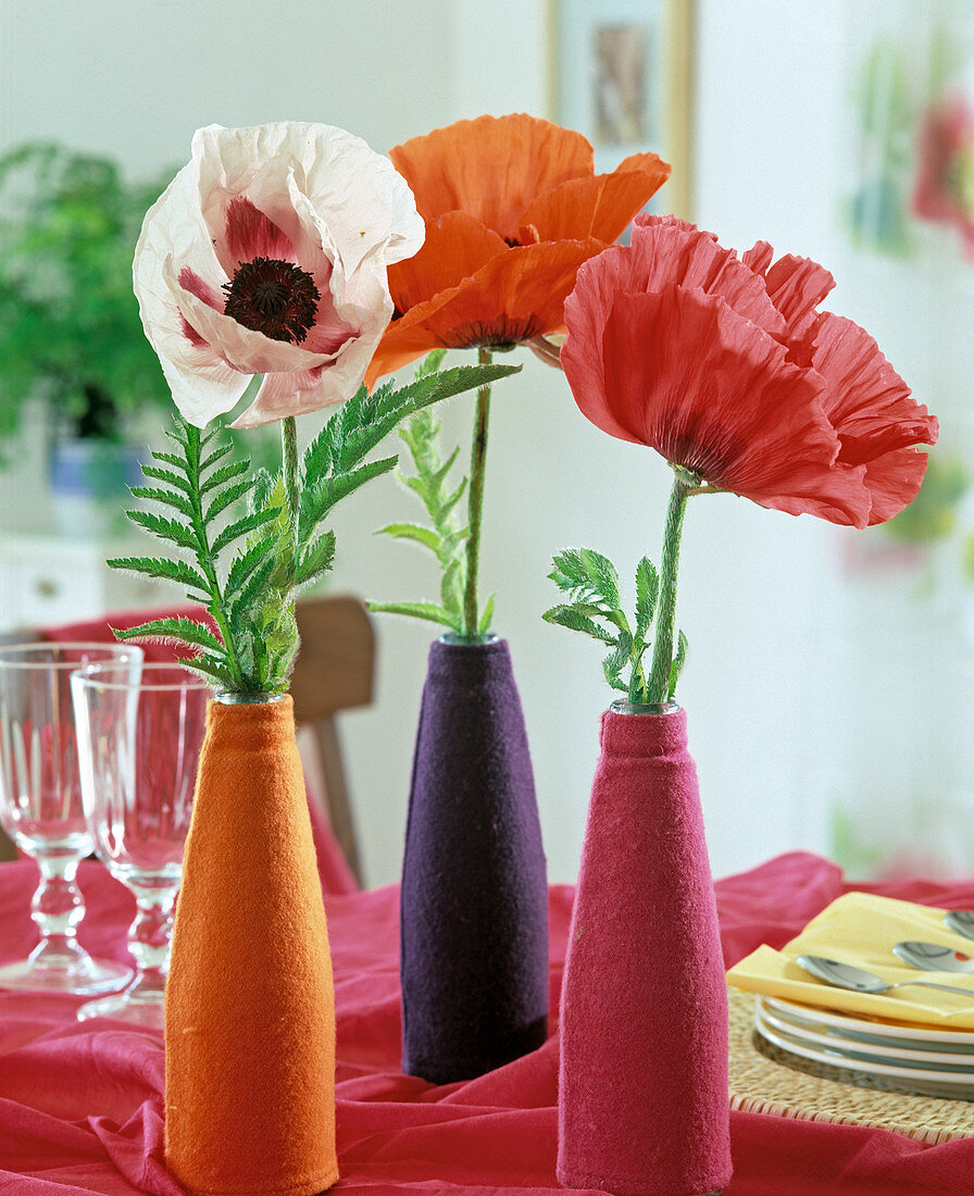 Papaver orientalis (Mohn) in Flaschen mit Filzummantelung