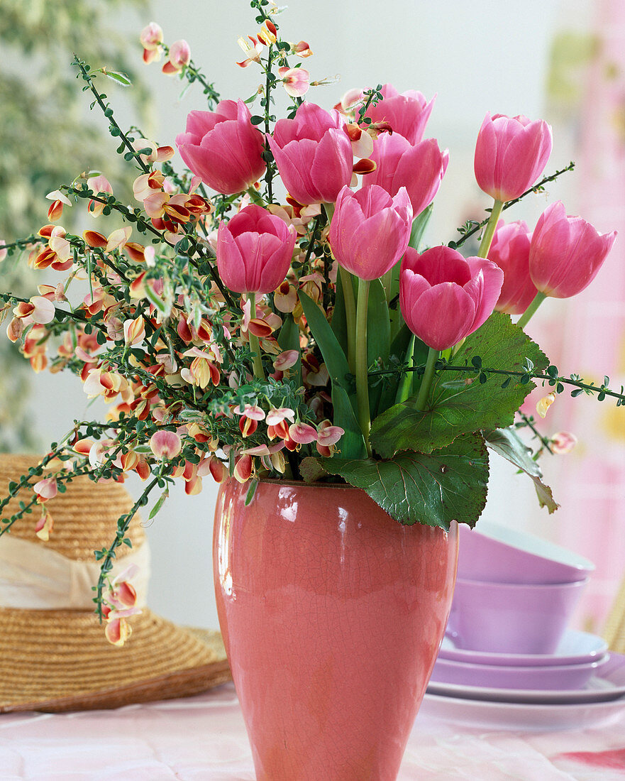 Tulipa 'Peer Gynt' (Tulpen), Cytisus 'Firefly' (Ginster)