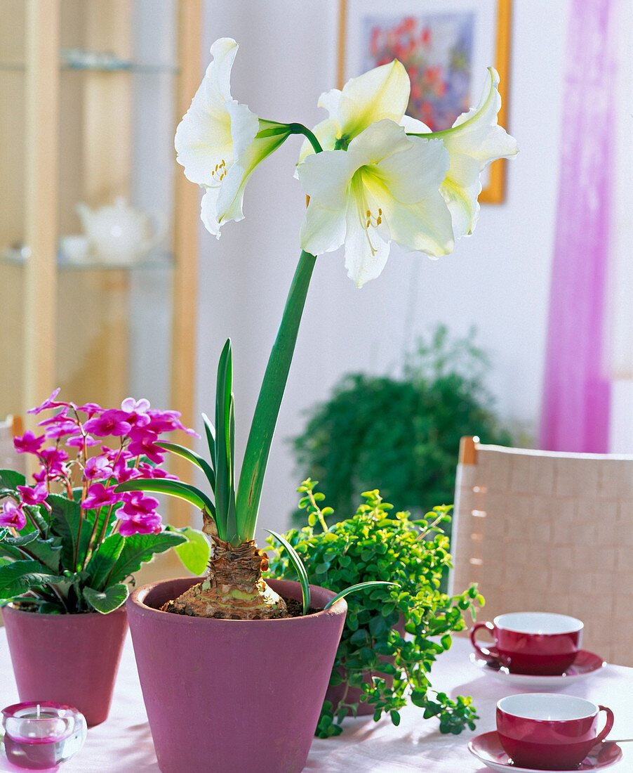 Hippeastrum hybrids