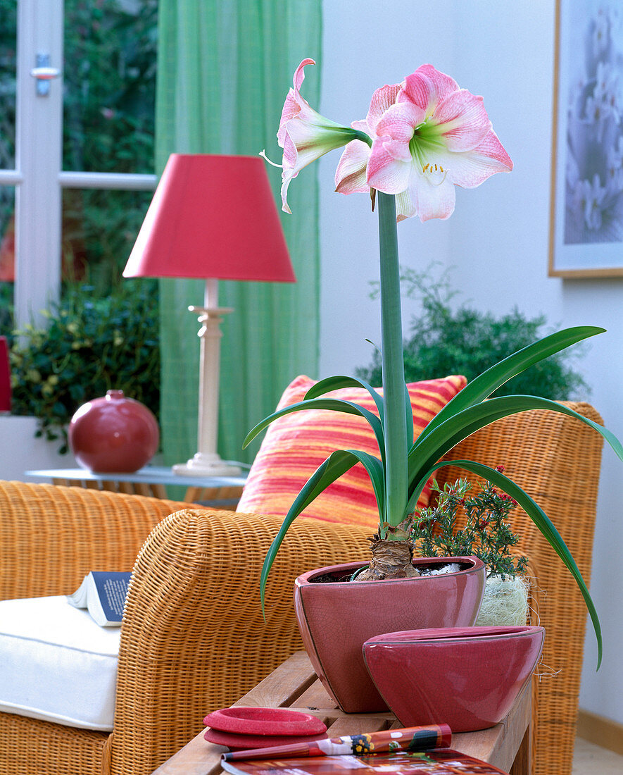 Hippeastrum-Hybr.