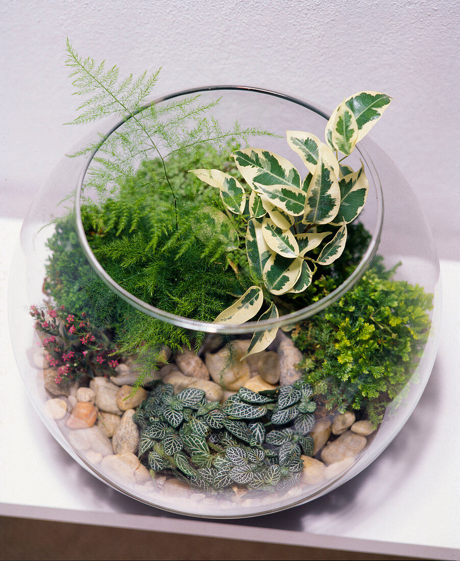 Miniature gardens in the glass