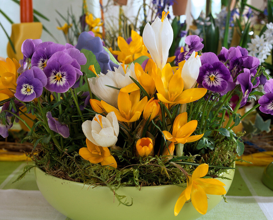 Bowl with viola and crocus