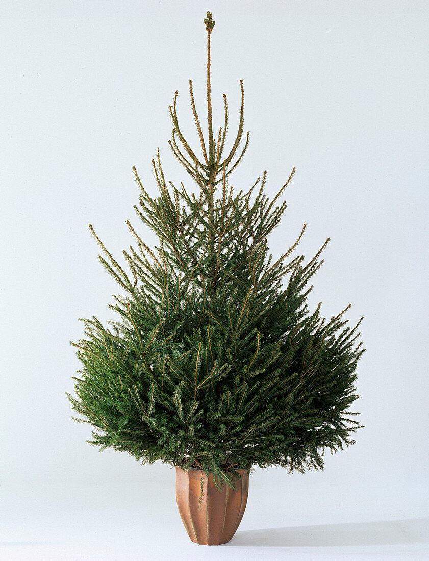 Picea omorica (Spruce)