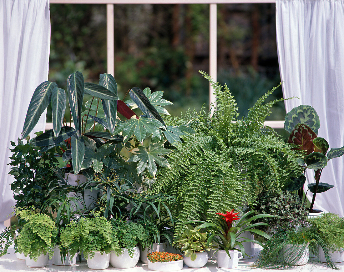 Green plants window