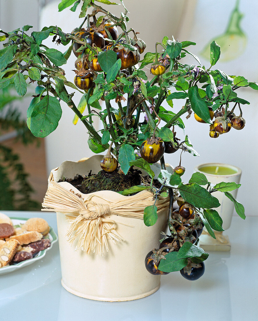 Solanum melangena (Zieraubergine)