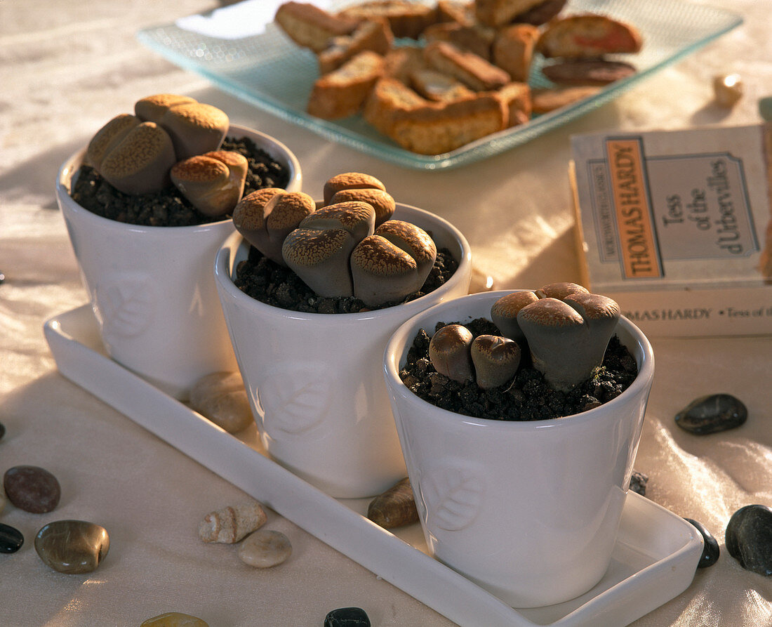 Lithops bromfieldii (Living Stones)