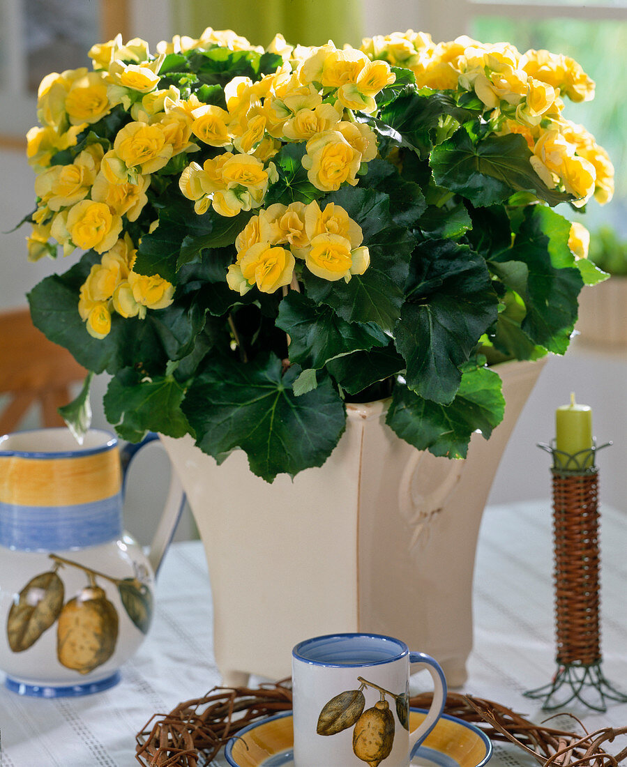 Begonia elatior hybrid 'Jumbo'