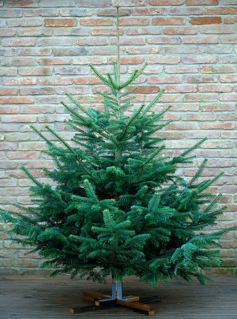 Abies nordmanniana / Nordmann-Tanne als Weihnachtsbaum