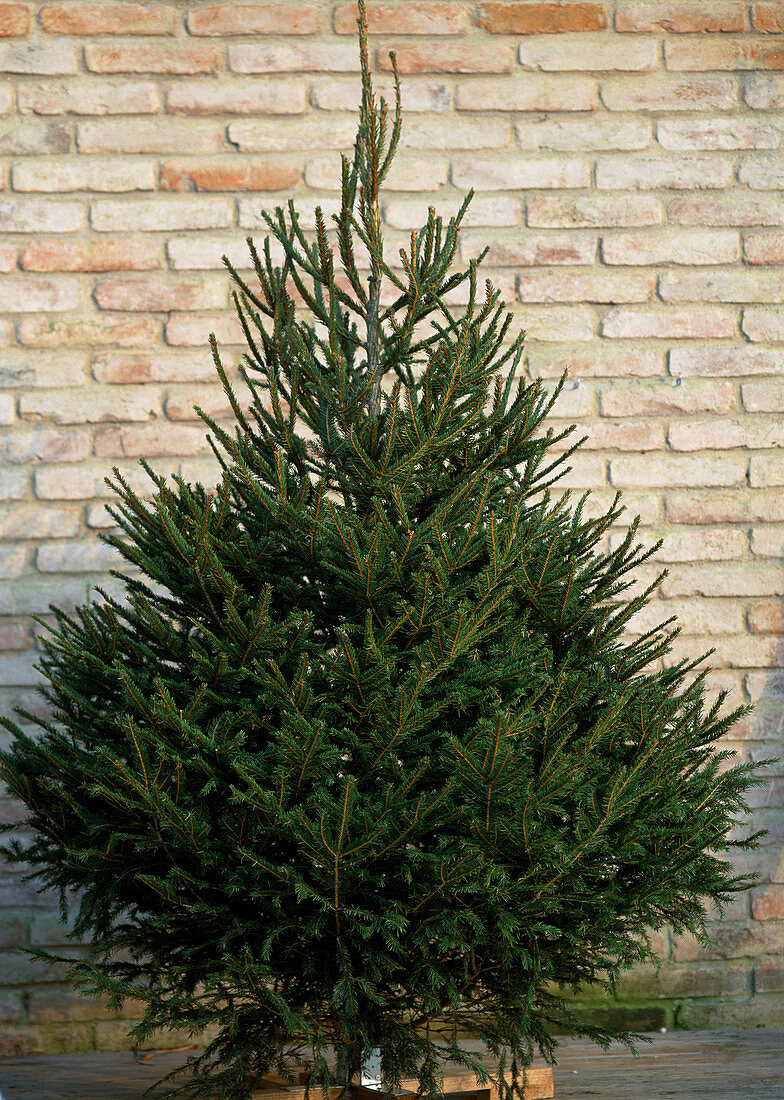 Picea abies (spruce)
