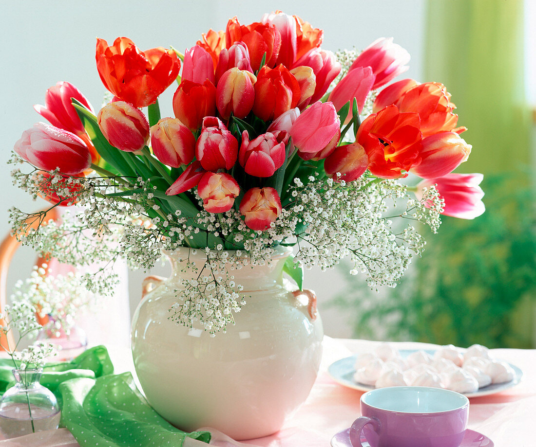 Colorful tulip bouquet with Gypsophila (gypsophila)