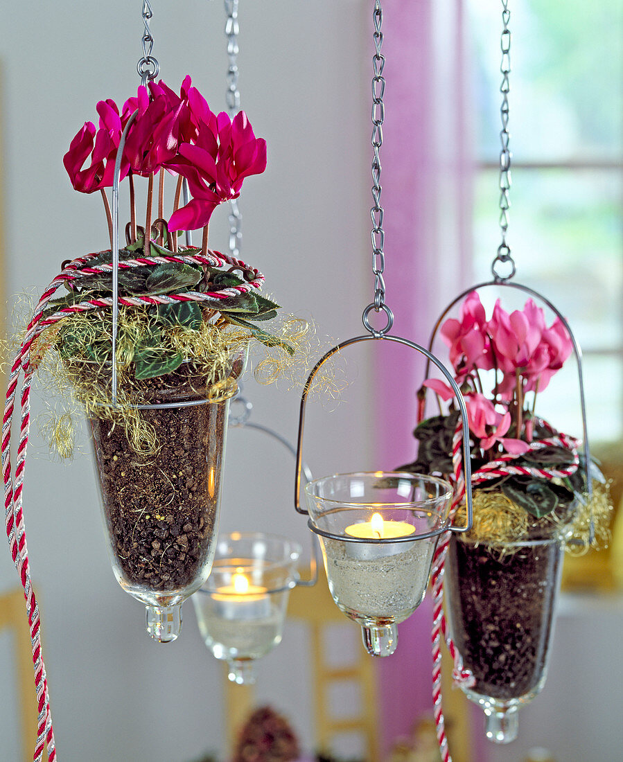 Cyclamen persicum (cyclamen) in hanging glass