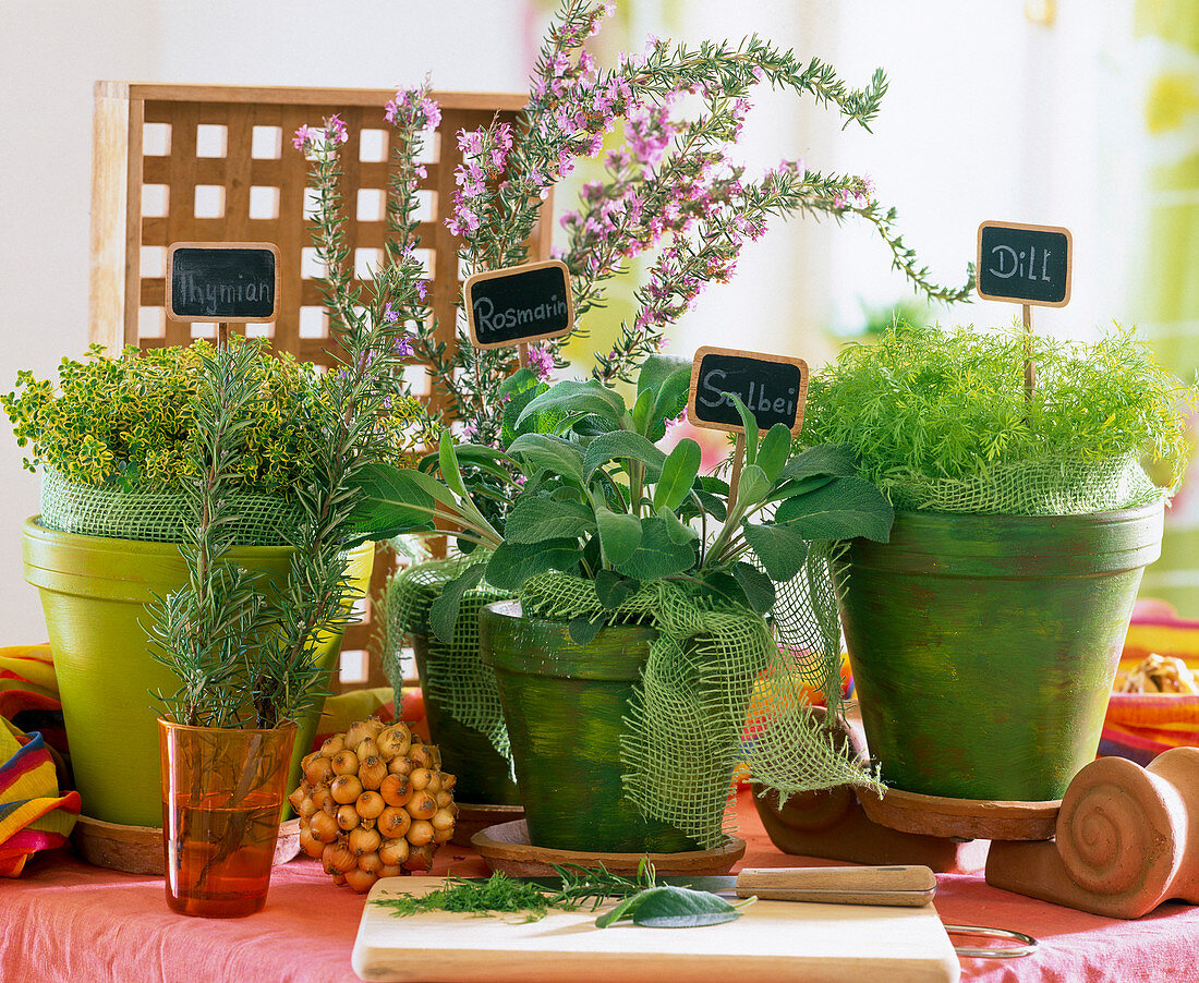Kitchen herbs, thymus, rosmarinus, salvia