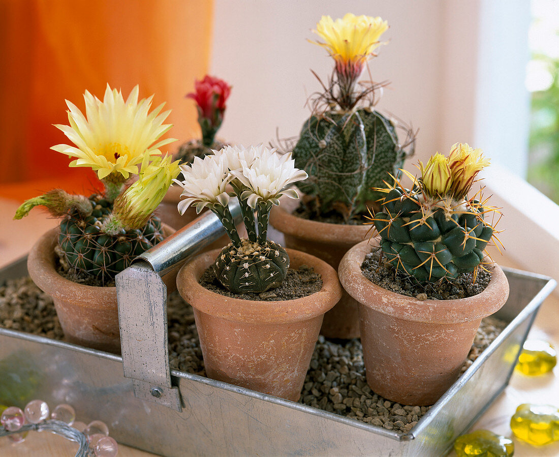 Notocactus crassigibbus, Gymnocalycium