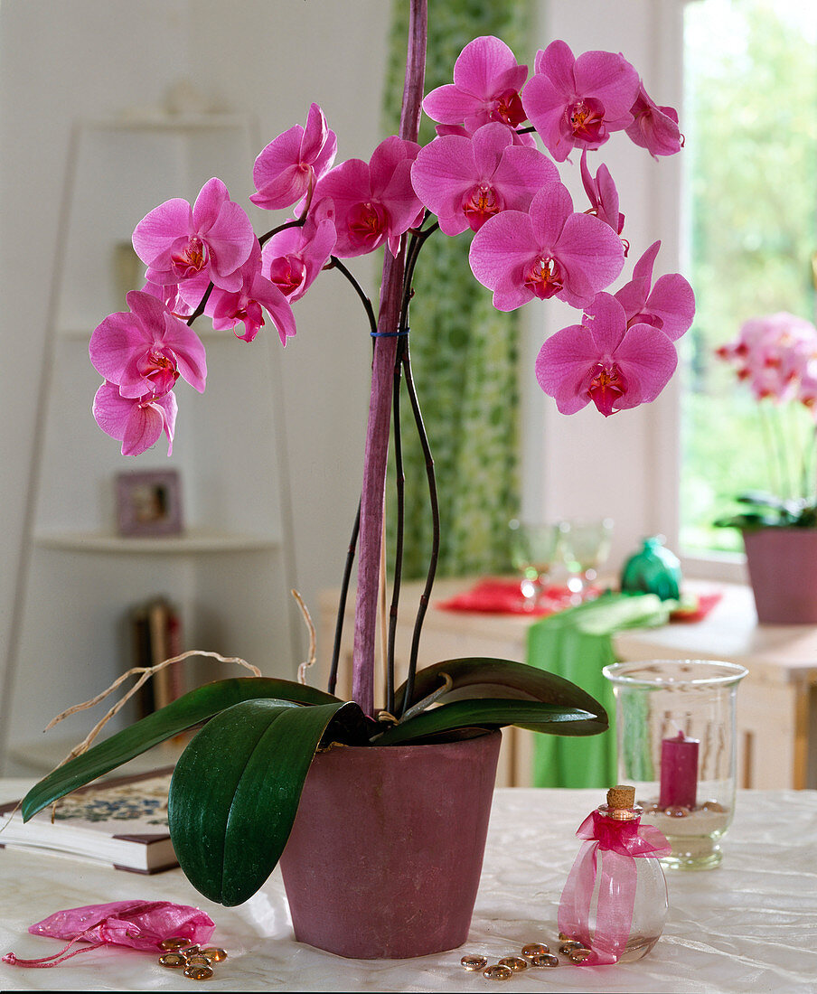 Phalaenopsis-Hybr.