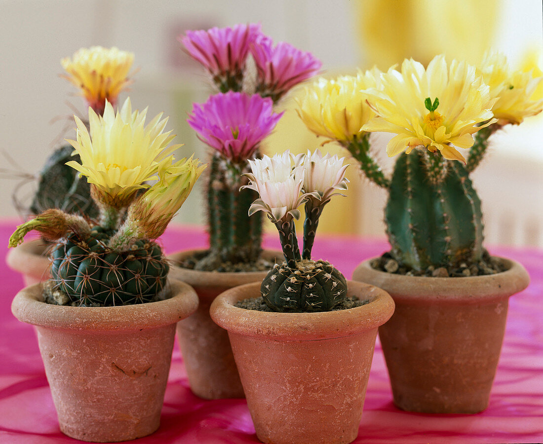 Vorne links: Notocactus crassigibbus; Gymnocalycium ragonesei