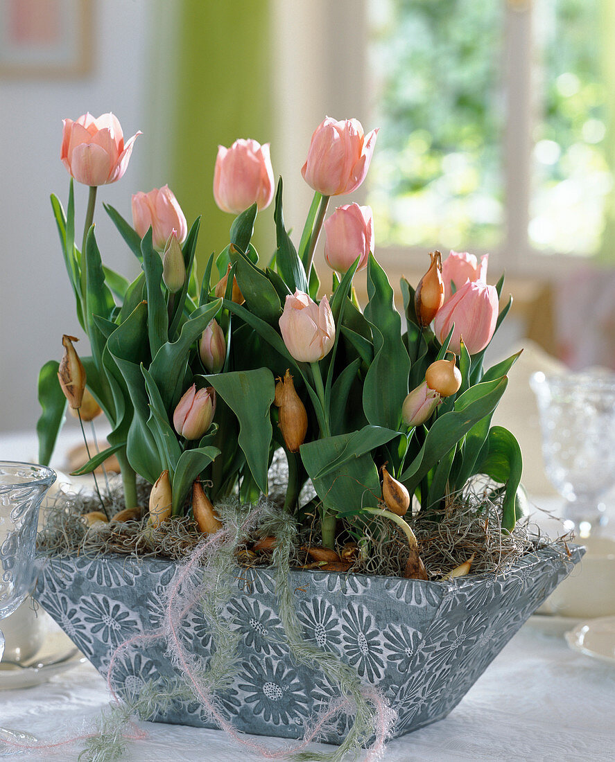 Blechschale mit Tulipa-Hybr. 'Apricot-Beauty'