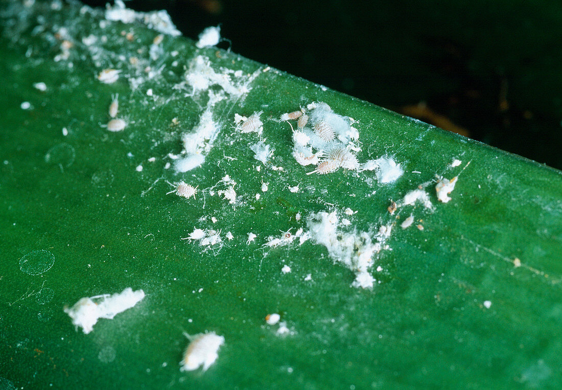 Mealybugs on Clivia leaves