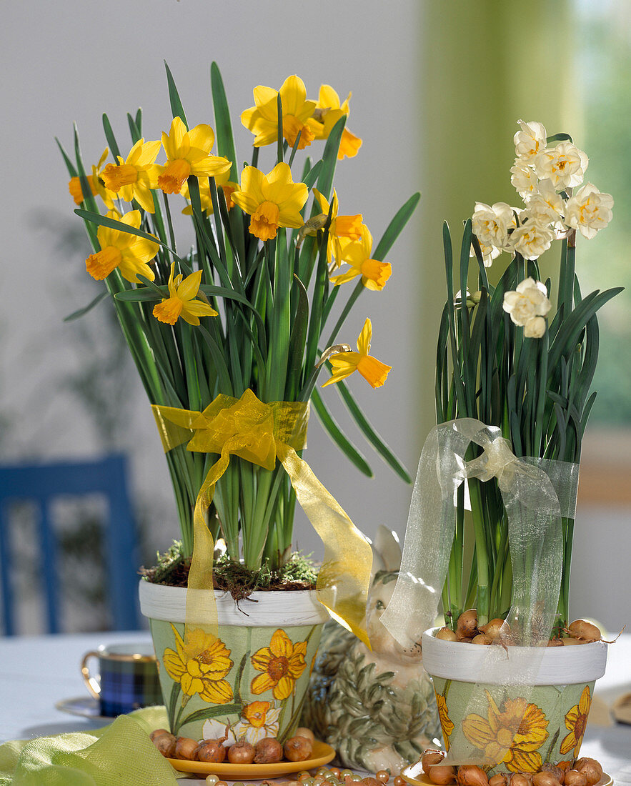 Narcissus-Hybr. 'Cheerfulness' (weiß), 'Jetfire' (gelb) / Osterglocke