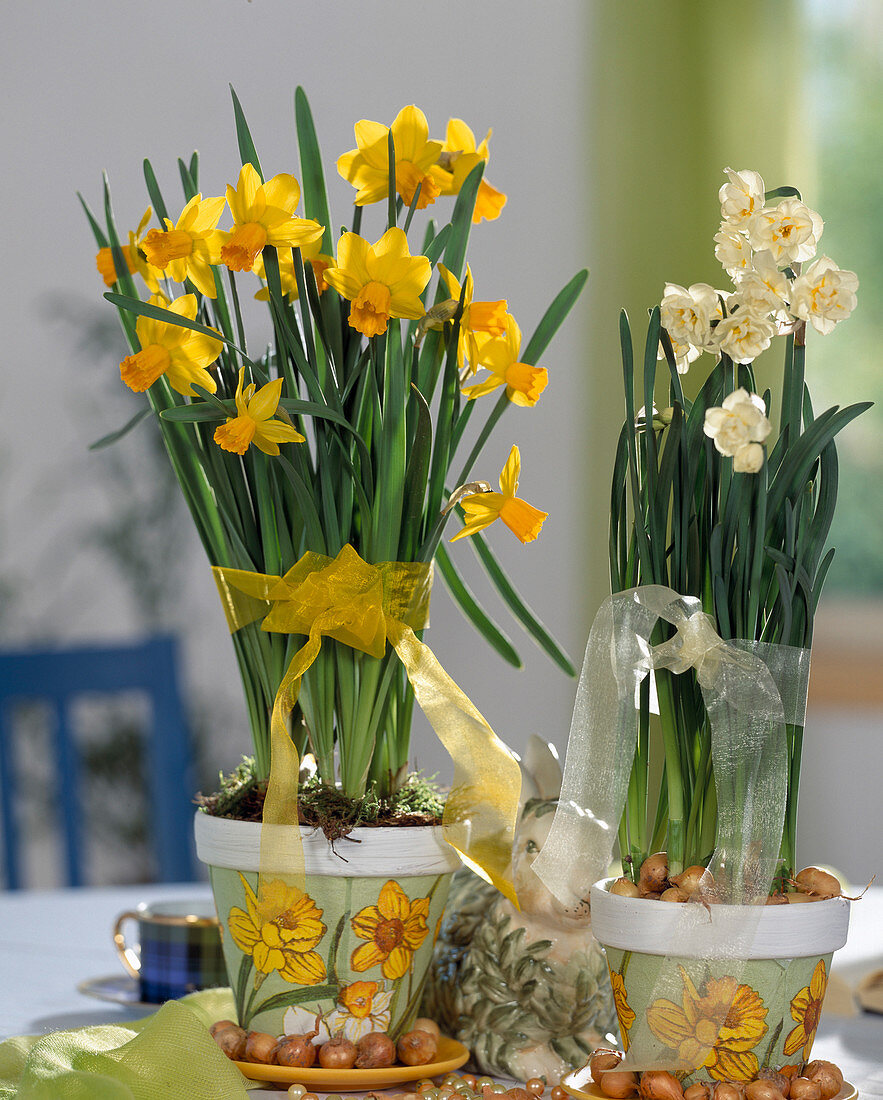 Narcissus hybrid 'Cheerfulness', 'Jetfire' daffodils