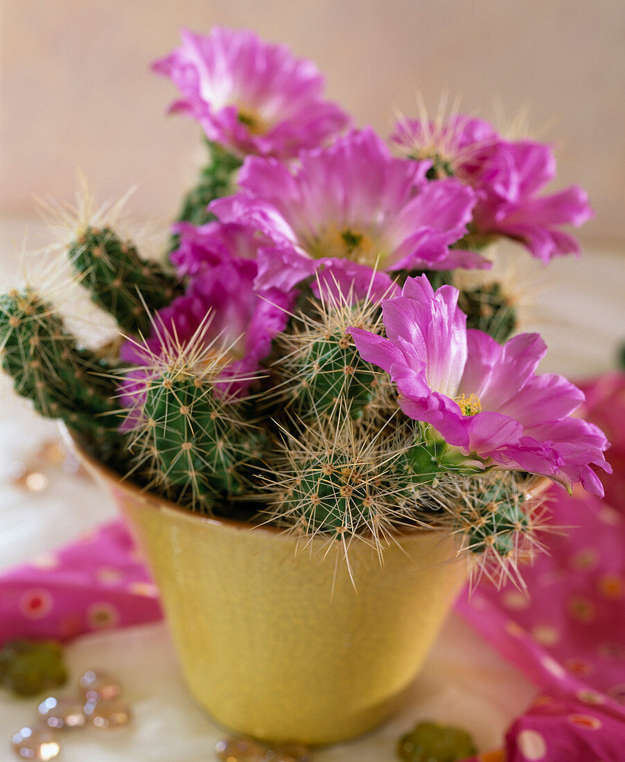 Echinocereus sarissophorus