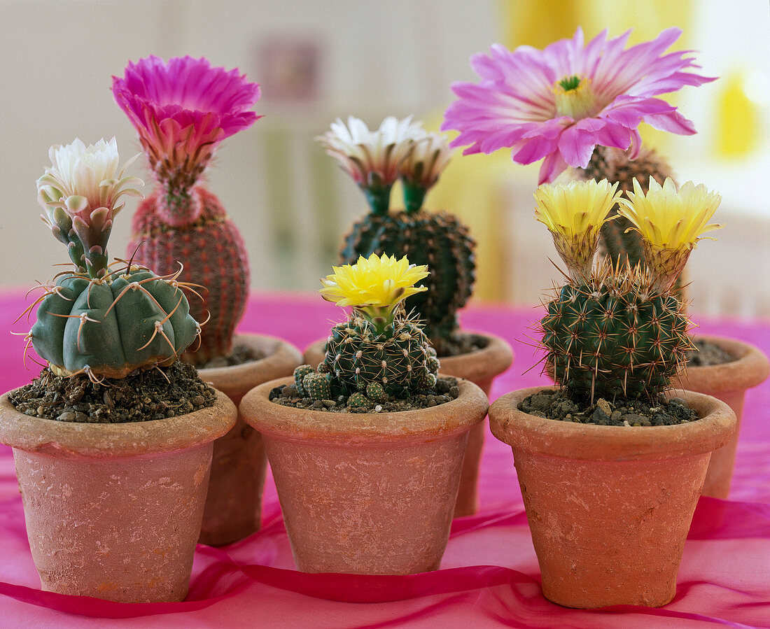 Blooming cactuses in clay pots