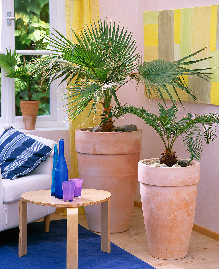 Livistona rotundifolia (umbrella palm), cycas revoluta (cycad fern)