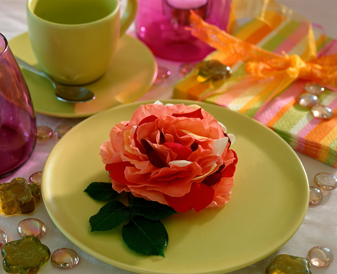 Tischdeko: Zweifarbige Rose, Rosenblüte mit Blättern von einer