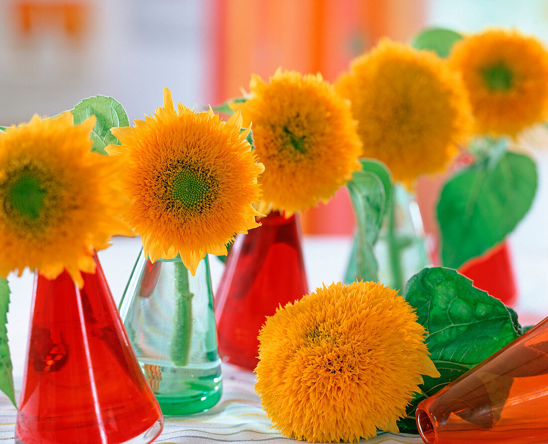 Helianthus annuus / Sonnenblumen, 'Teddybär'