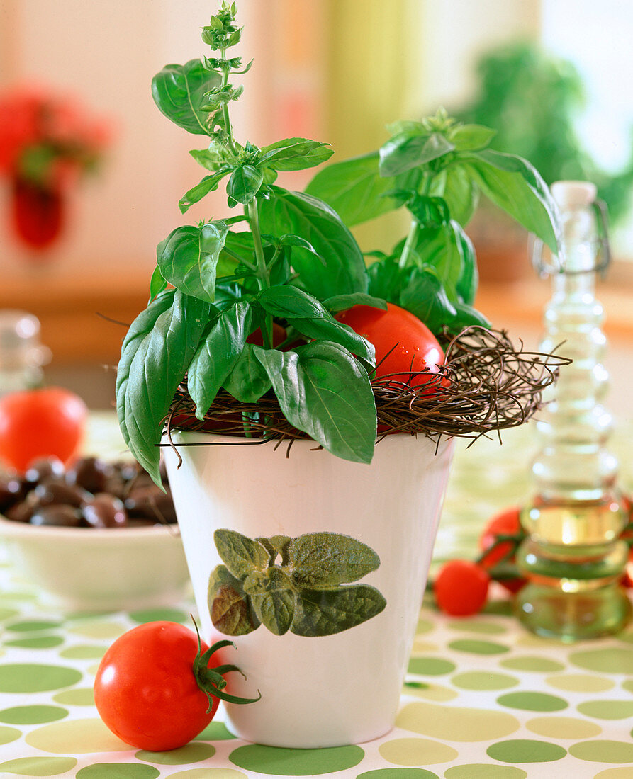 Basil leaves bouquet, tomatoes