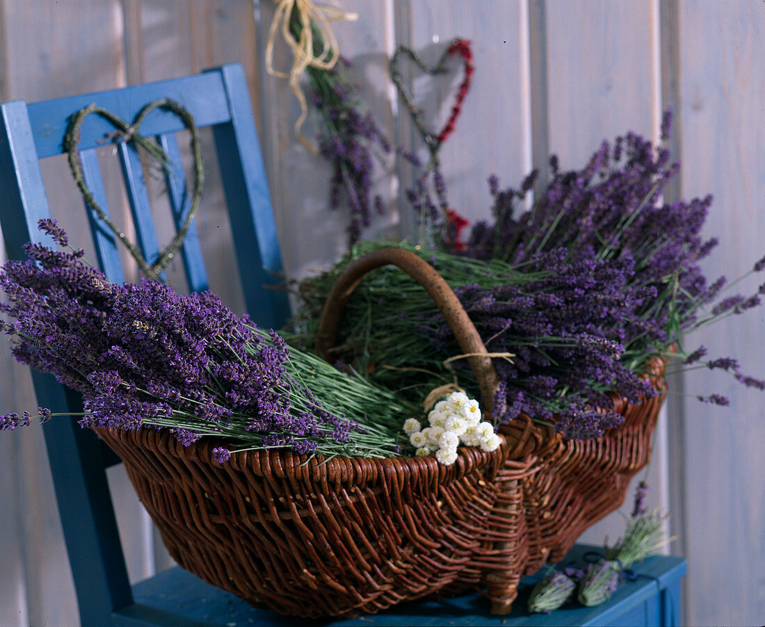 Basket with cut lavender flowers