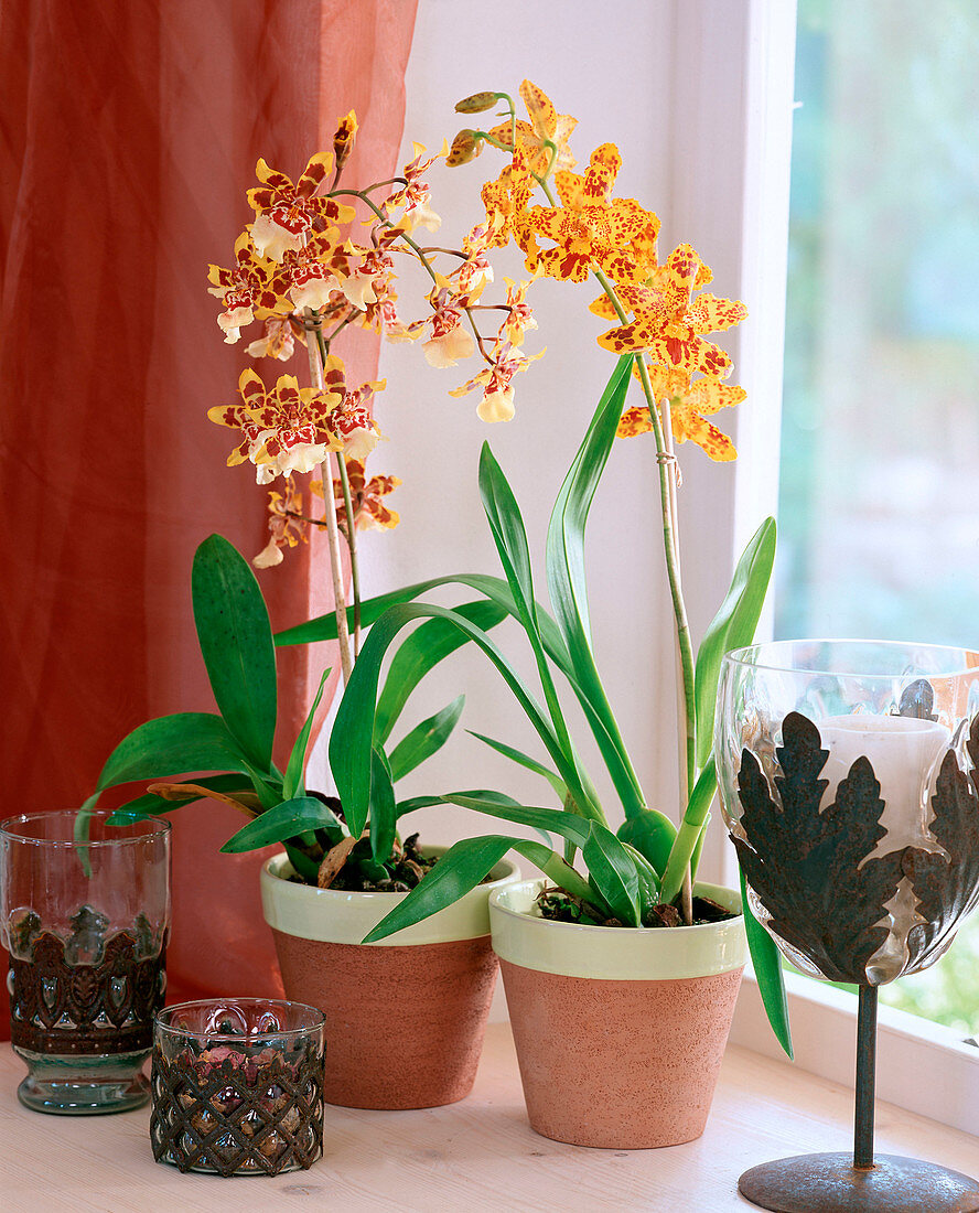 Vuylstekeara / Orchidee