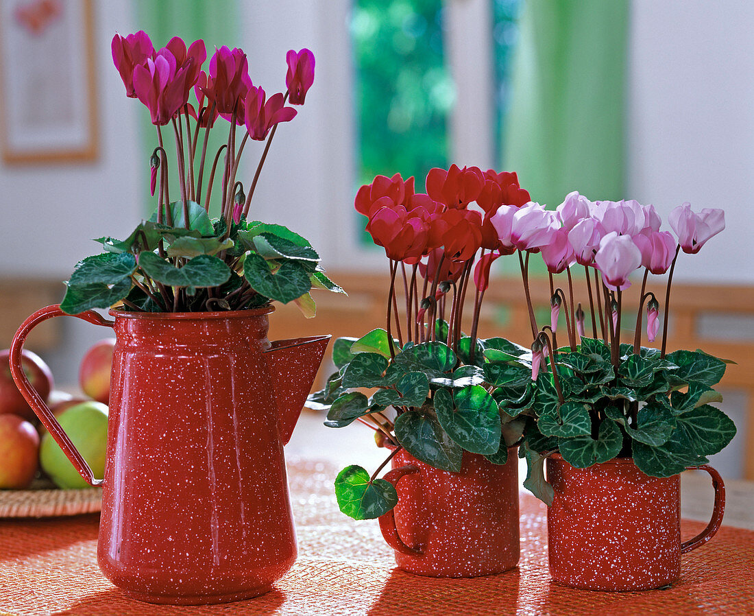 Cyclamen persicum / Alpenveilchen