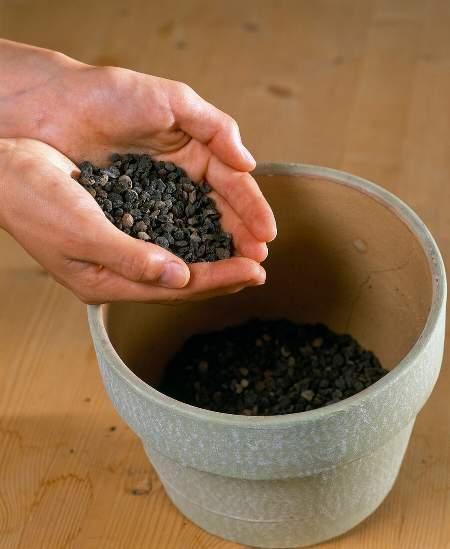Before planting, place a drainage layer in the pot