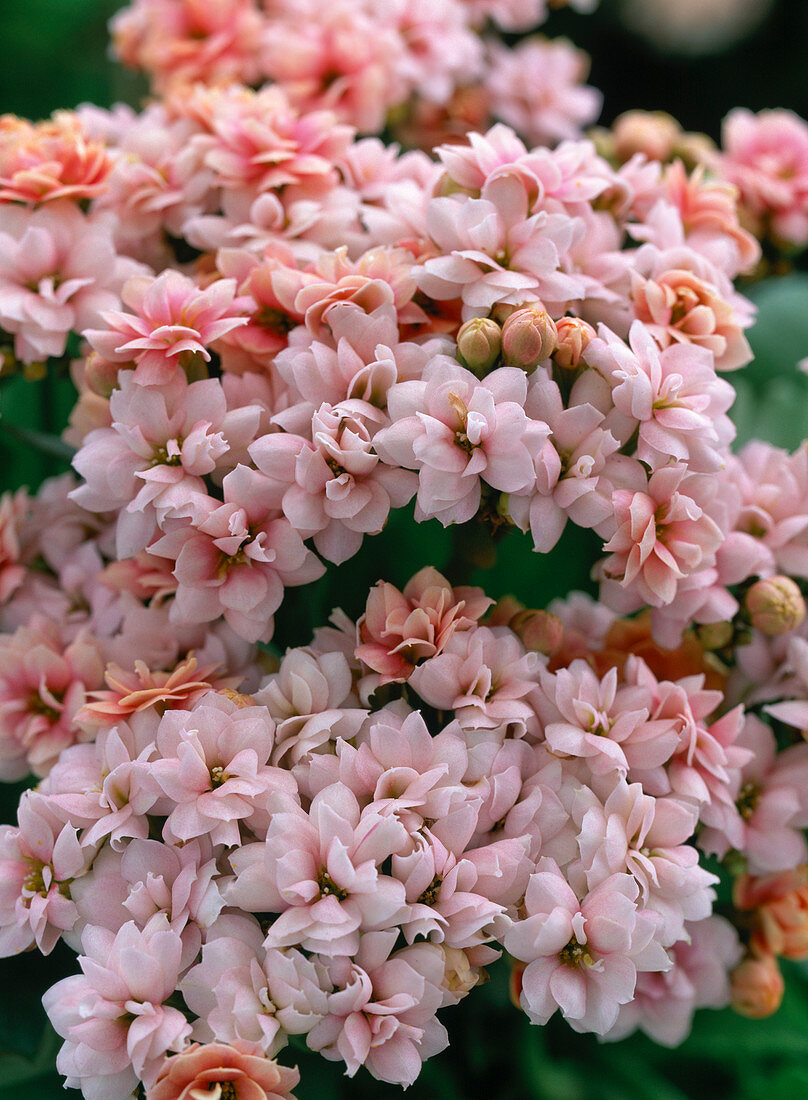 Kalanchoe blossfeldiana, blooming pink