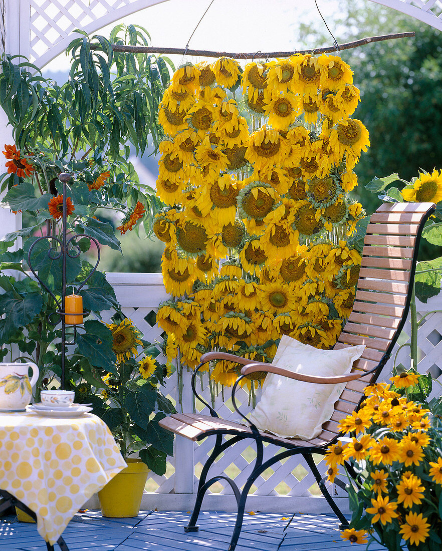 Sonnenblumenteppich als Sichtschutz