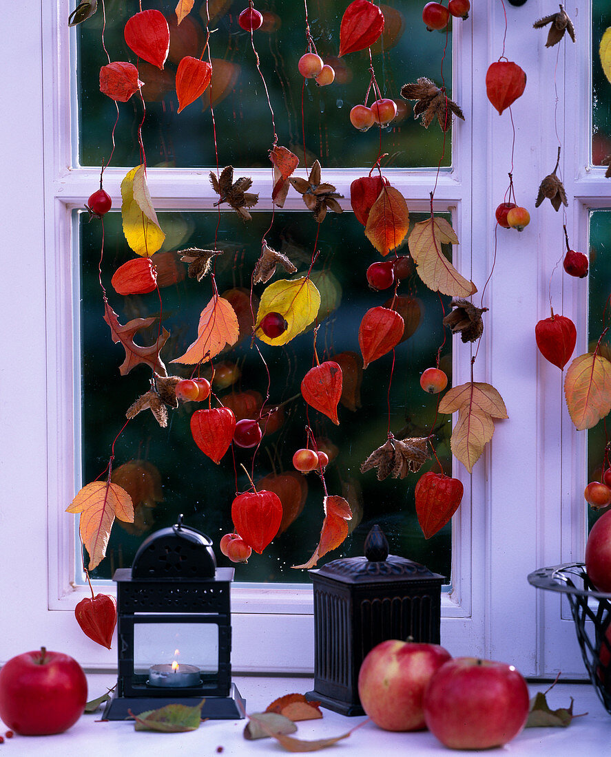 Fensterdeko: Pysalis / Lampionblume, Malus / Zieräpfel u. Äpfel, Fagus / Fruchtstände