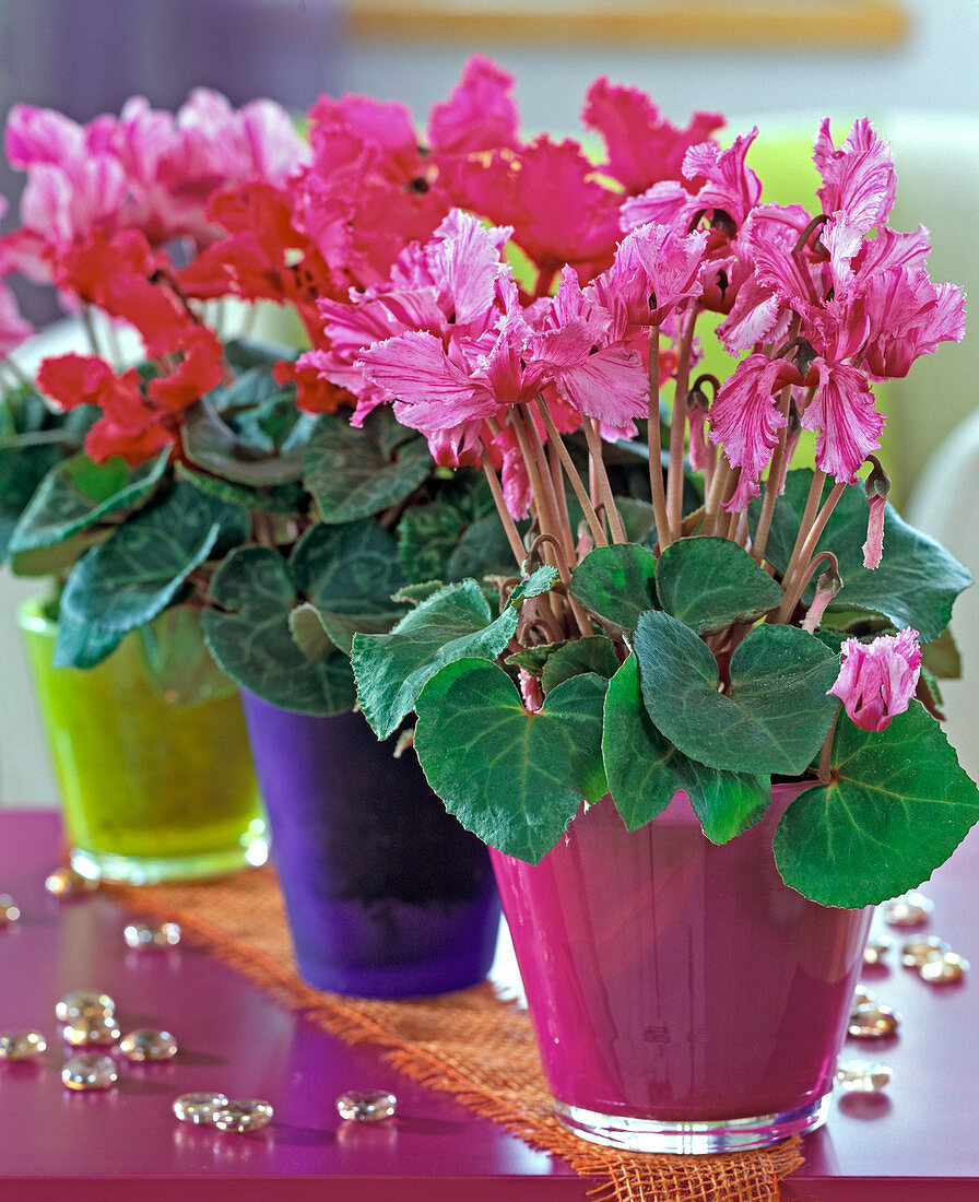 Cyclamen persicum 'Rokoko' / Alpenveilchen in