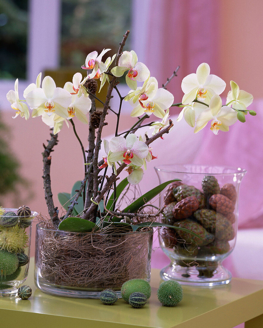 Phalaenopsis (Malay flower) in glass with deadwood