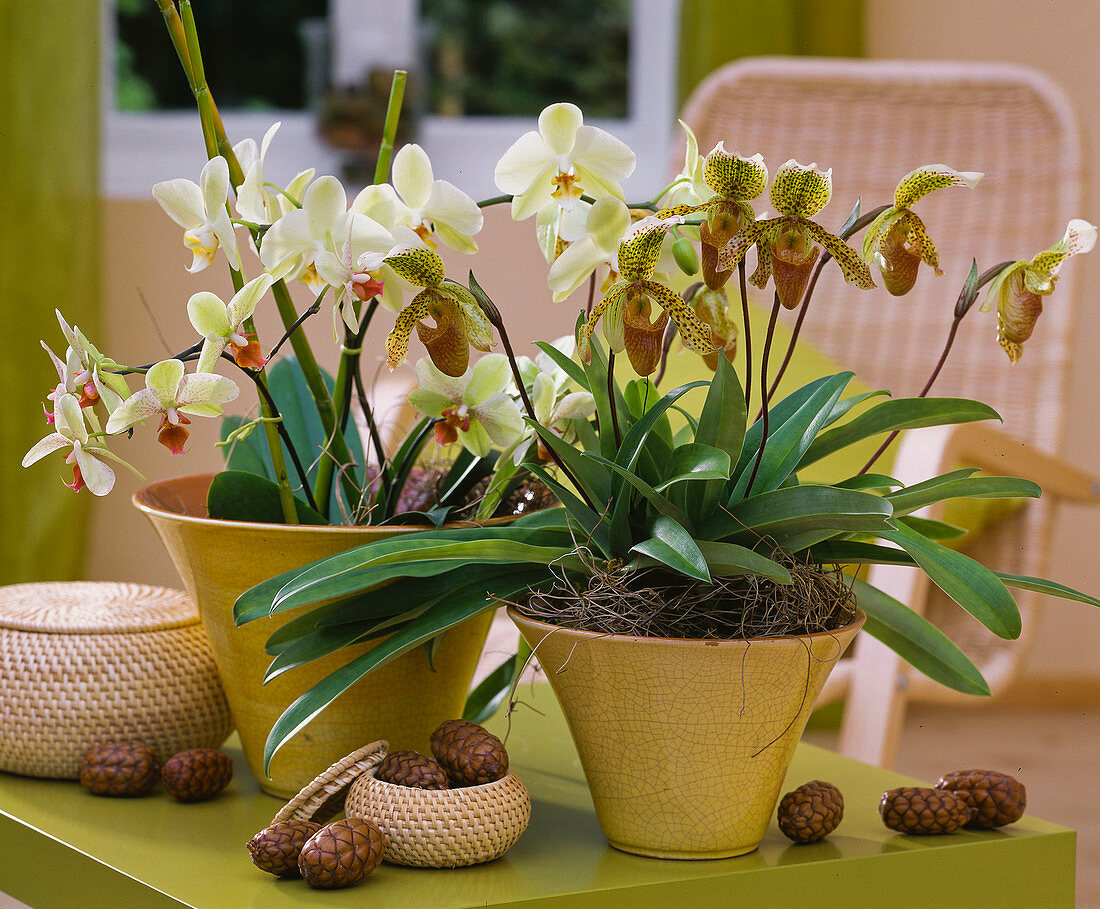 Phalaenopsis (Malayan flower), Paphiopedilum