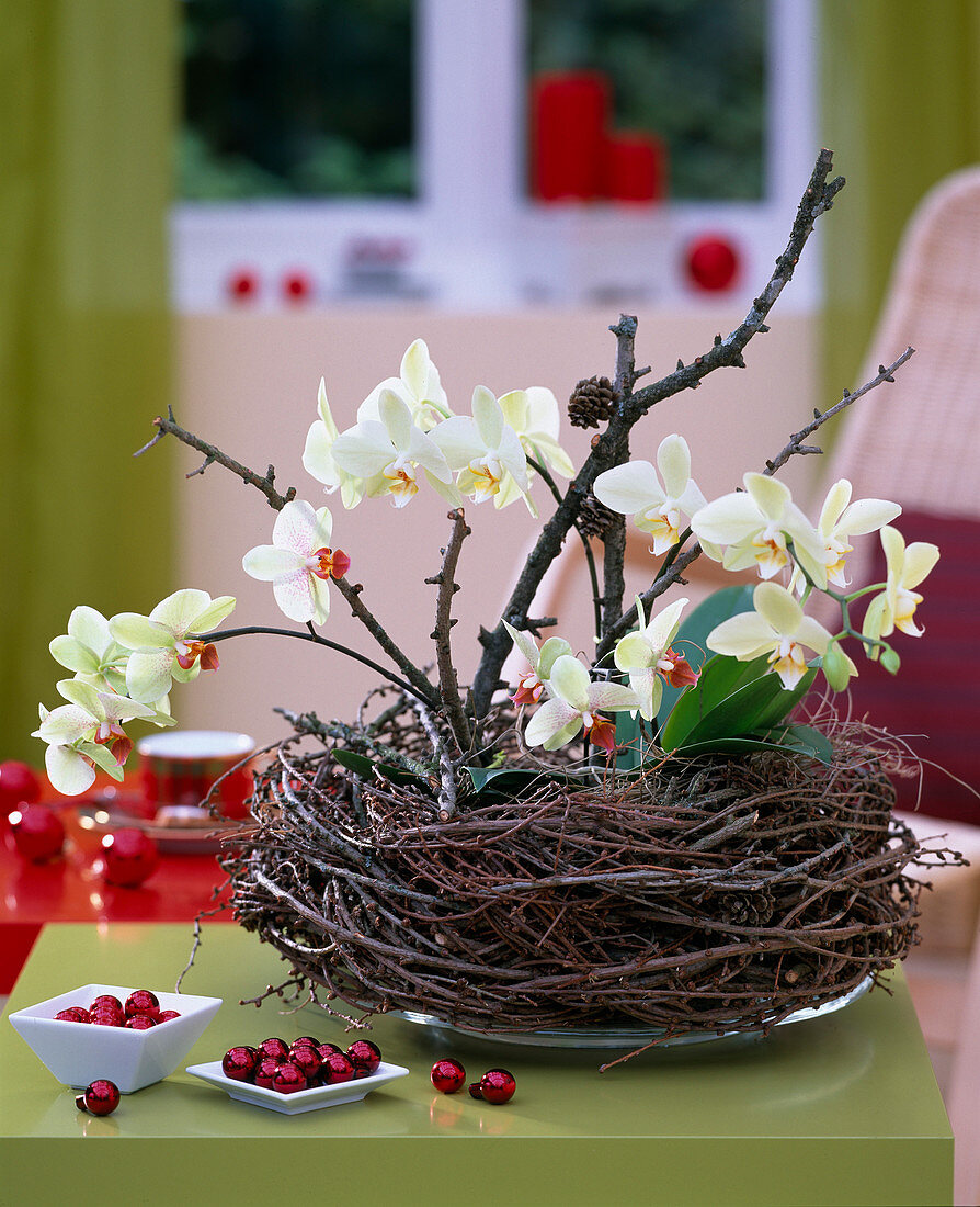 Phalaenopsis in wreath from Larix, red balls
