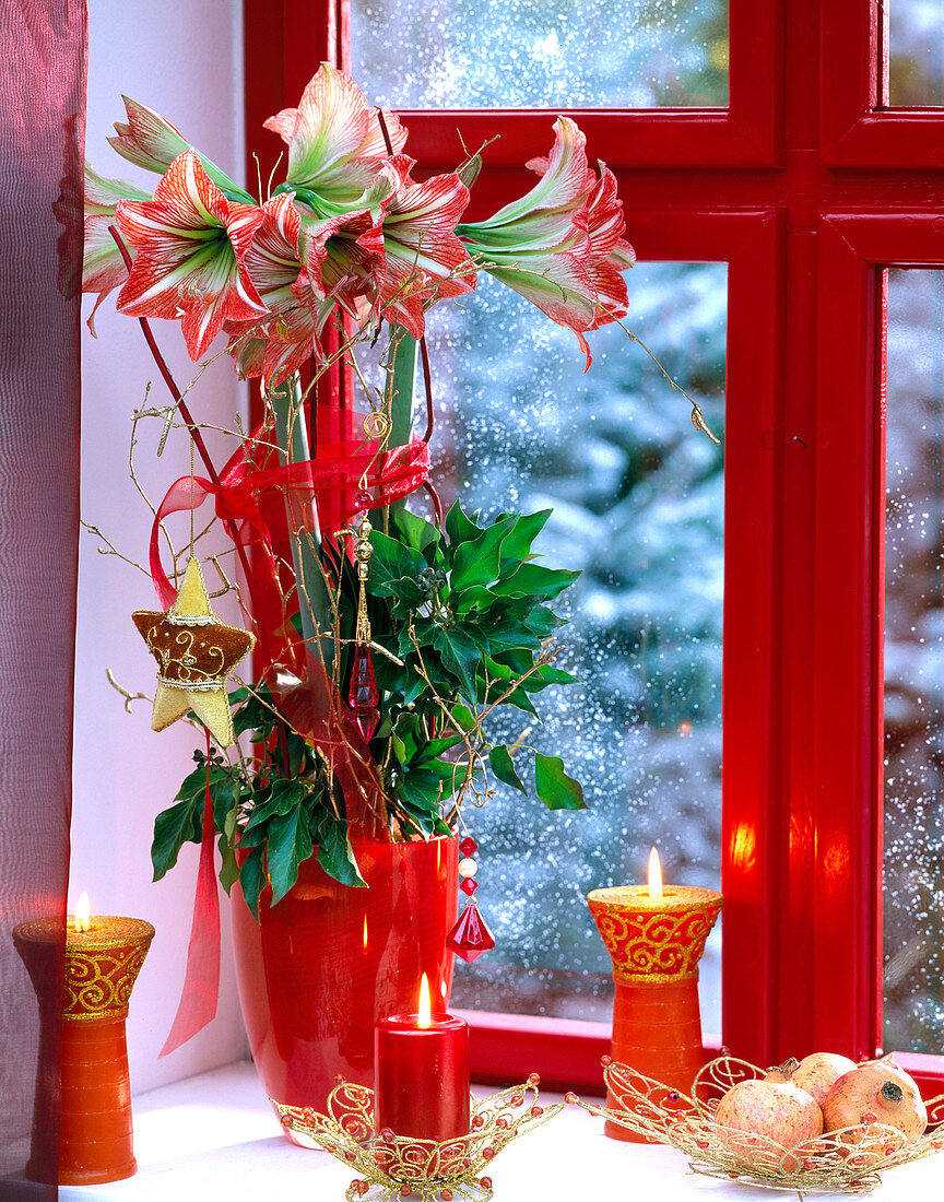 Hippeastrum-Amaryllis adventlich geschmückt am Fenster