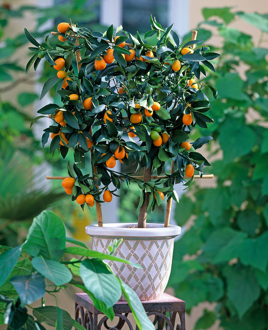 Citrus fortunella (kumquat) at the trellis